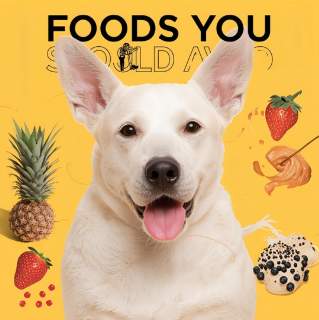 Alimentos que debes evitar darles este 18 a tus mascotas