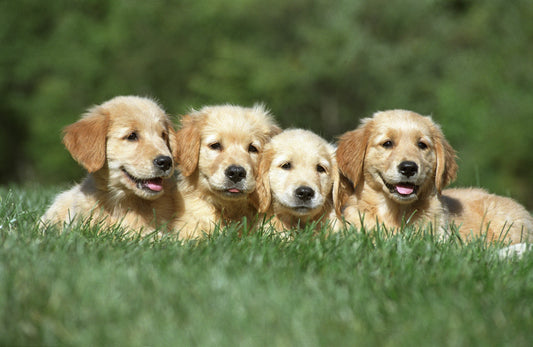 Snacks para Cachorros: Cuáles Dar y a Qué Edad Empezar