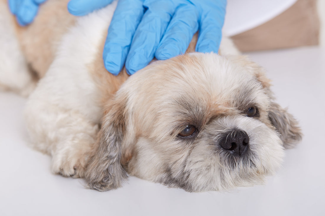 Snacks para Perros en Recuperación: Qué Dar Después de una Cirugía