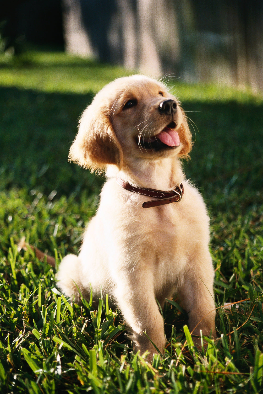 Snacks Hipoalergénicos para Perros: Guía Completa para Mascotas con Alergias