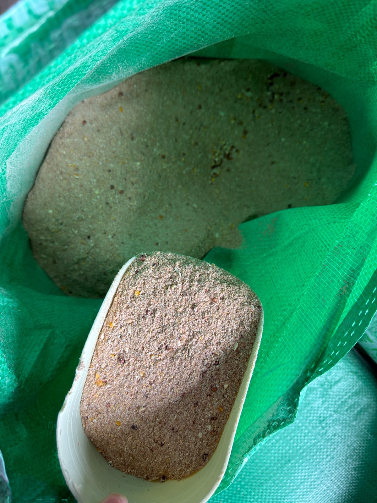 Alimento gallinas ponedora corriente 20 kilos
